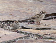 Clay colored Sparrows 7358